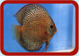 Discus Picture ...