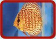 Discus Picture ...