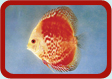 Discus Picture ...