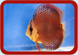 Discus Picture ...