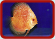 Discus Picture ...