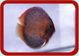Discus Picture ...