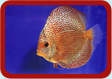 Discus Picture ...