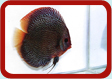 Discus Picture ...