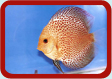 Discus Picture ...