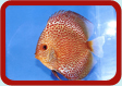 Discus Picture ...