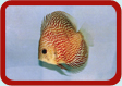 Discus Picture ...