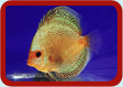 Discus Picture ...