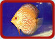 Discus Picture ...